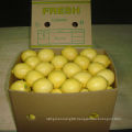 Exported Quality of Chinese Fresh Lemon/